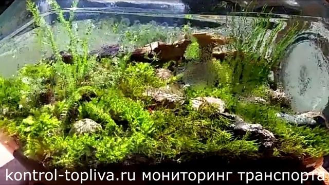 Что можно сделать из мха своими руками смотреть онлайн