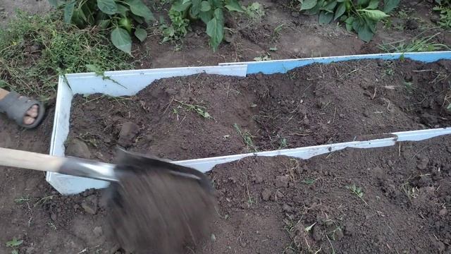 Как посадить малину? Сажаем малину по новому. Малина не разрастается! смотреть онлайн