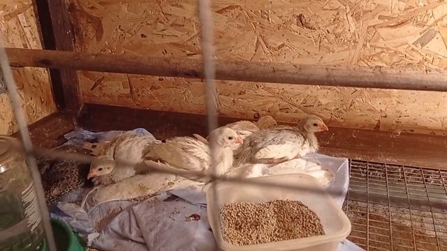 Сказ о том, как я цесарок выводила. ? Часть вторая смотреть онлайн