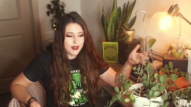 Silver Dollar Vine (Xerosicyos danguyi ) Complete Plant Care Guide For Beginners смотреть онлайн
