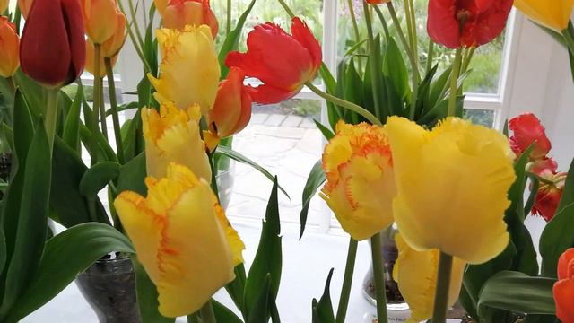 Фестиваль тюльпанов в Morton Hall Gardens смотреть онлайн