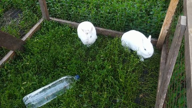 Как спасти кроликов от жары и охладить смотреть онлайн
