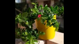 Аптения  уход в домашних условиях, пересадка и выращивание  #суккуленты