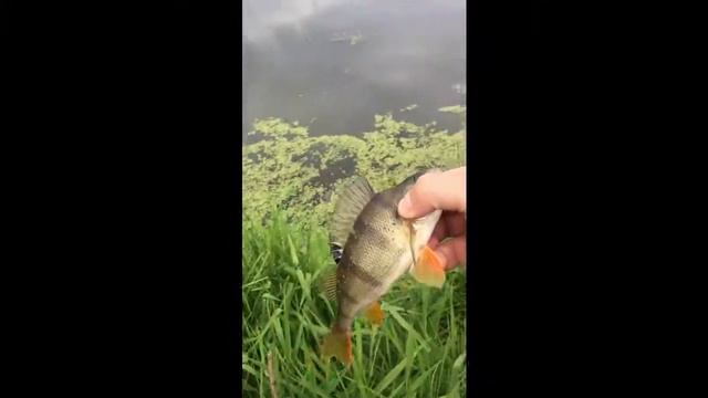 Верхний Никольский пруд смотреть онлайн