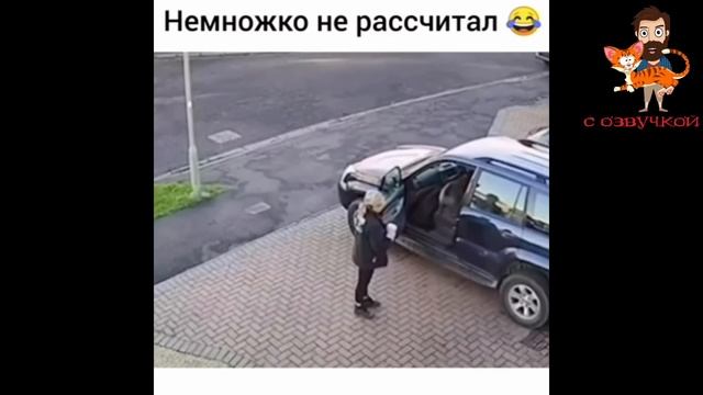 ПРИКОЛЫ С КОТАМИ! СМЕШНЫЕ ЖИВОТНЫЕ ДО СЛЁЗ! Мне бы таких котов! смотреть онлайн