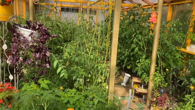 Черенкую гортензии цветы кустарники самый простой и надёжный способ и 100 процентов результат смотреть онлайн