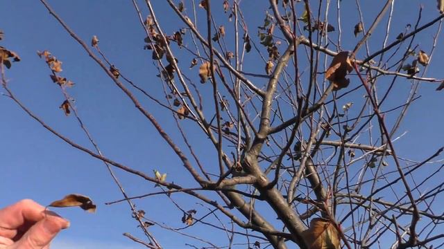 ✅Принципы Обрезки Плодовых ДЕРЕВЬЕВ .✅ Что срезать и почему ?Осень - Зима. смотреть онлайн