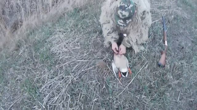 ЗАРАЖЕННЫЕ СЕЛЕЗНИ!!!ОПАСНО для ЧЕЛОВЕКА!!Охота на утку.САРКОЦИСТОЗ.БЕЛАРУСЬ.Duck hunting. смотреть онлайн