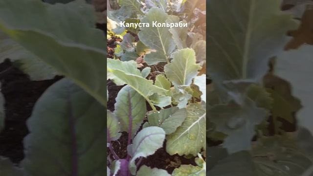 Кольраби-овощ для похудения! #овощи#капустакольраби#