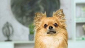 ФОСПРЕНИЛ в ветеринарной практике