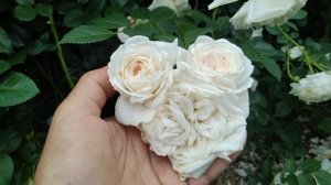 роза ванилла