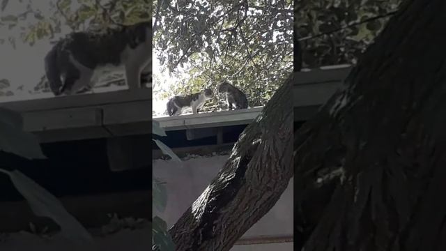 ОПЕРА-АРИЯ Бездомных котов... смотреть онлайн