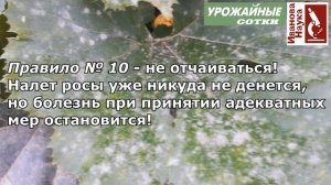 Простые правила борьбы с мучнистой росой. Выполните их и забудете о ней навсегда!