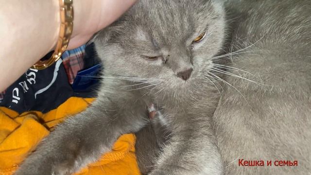 СТЕНД ДЛЯ ОЖЕРЕЛОВОГО ПОПУГАЯ /ЧУТЬ НЕ СГОРЕЛИ/ ВАРЬКА СКРОМНИЦА смотреть онлайн