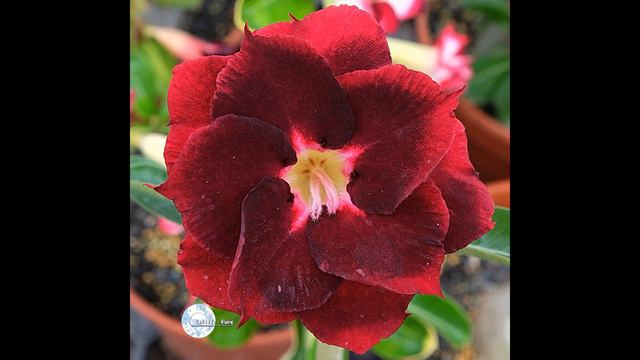 Adenium Arabicum Seeds In Taiwan Index