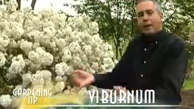 Viburnum смотреть онлайн