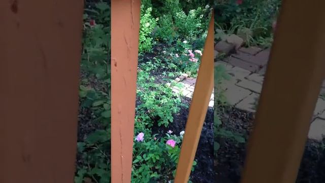 Othello rose смотреть онлайн