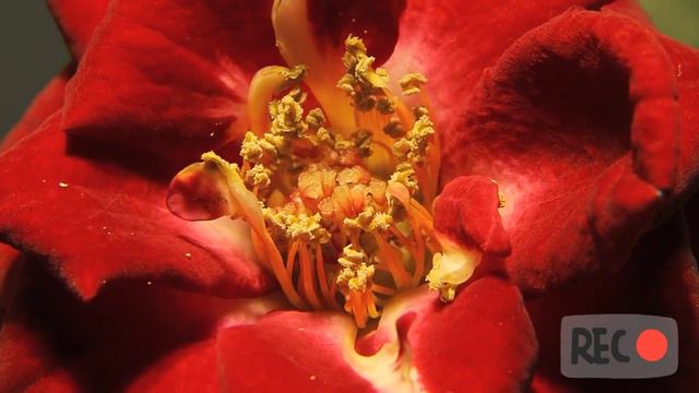 Flower Blooming Cycle | nature's lover| feel the nature | mind relaxing смотреть онлайн