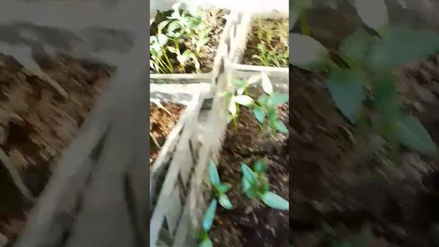 Домашний огород смотреть онлайн