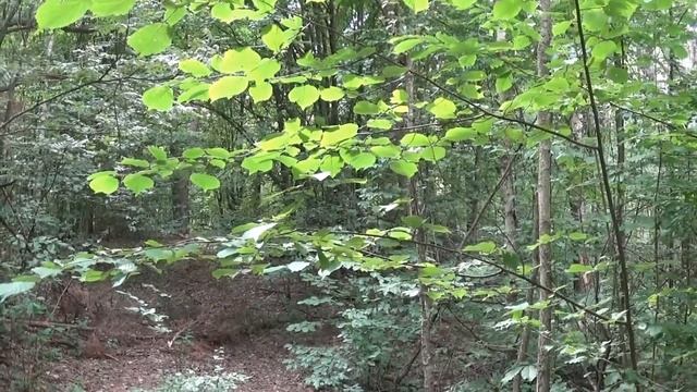 ПРОГУЛКА ПО ЛЕСУ * ГРИБЫ * ЯГОДЫ И КАБАНЫ. смотреть онлайн