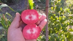 Яблоня осенняя красномясая Ред Пэшн