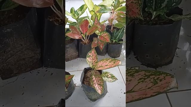 ?[LIVE] PAKETAN MURAH - AGLONEMA MAR HIJAU