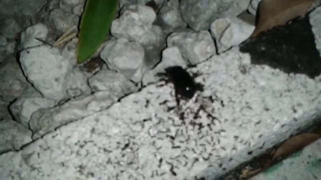 Муравьи атакуют жука смотреть онлайн