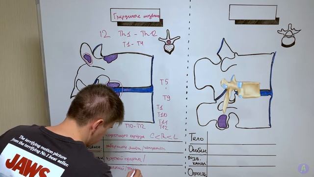 Грудные и поясничные позвонки / Анатомия позвоночного столба / Остеология смотреть онлайн
