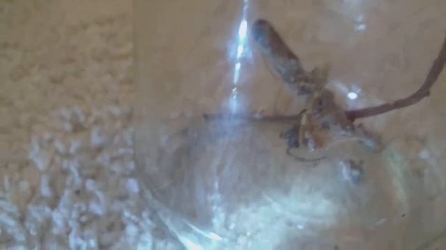 Black widow spider feeding Ep. 3 смотреть онлайн