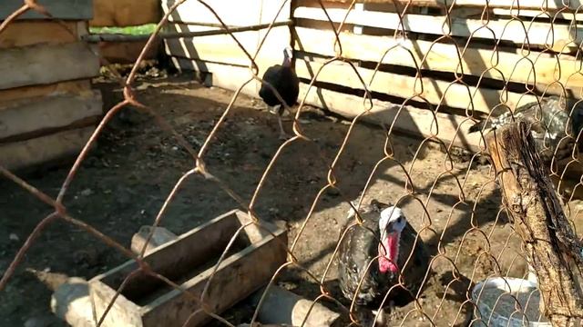 Обзор индюков и цесарок в Кубеинке смотреть онлайн