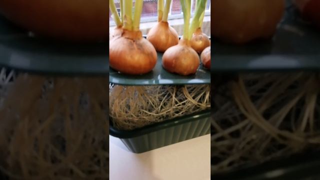 Самый удачный способ выращивания лука.