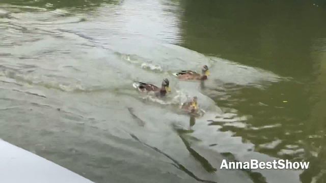 Парк Софиевка Умань. Смешные утки, Funny ducks, अजीब बतख, 有趣的鴨子 смотреть онлайн