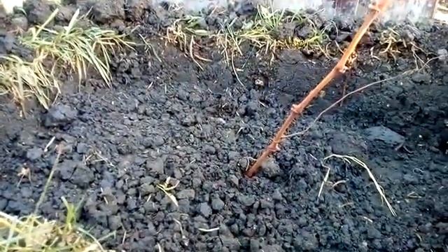 Вид саженцев винограда после посадки