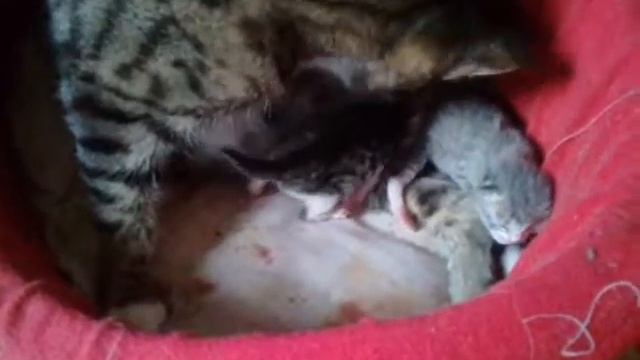Милые новорожденные котята!) смотреть онлайн