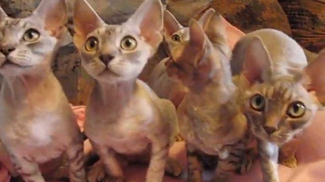 Silver Losk 2 смотреть онлайн