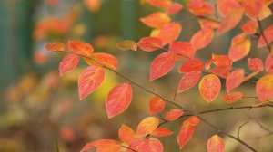 Потрясающая Мелодия на пианино  Про осень \ Эдгар Туниянц