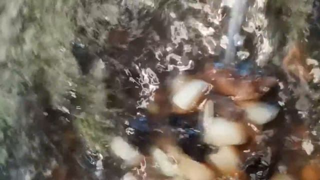 8.01.2021 Готовлю грибной суп смотреть онлайн