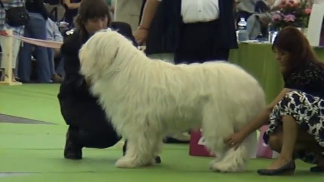 07 Open female, Belaja Vorozheja Rusalka Exc1, CAC, CACIB, WW; Belyj Boyar Enya Exc2; Leila Organa смотреть онлайн