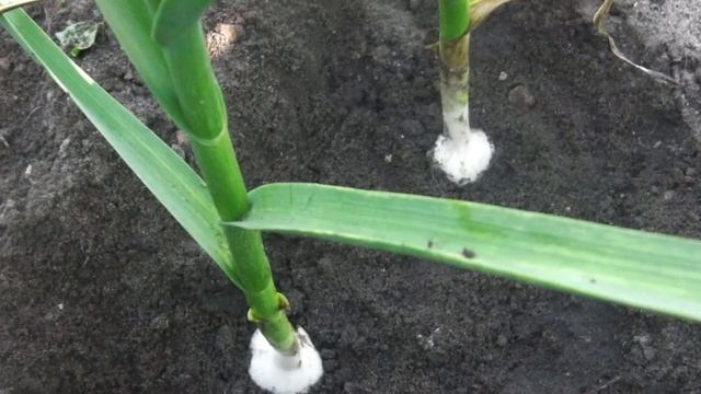 Крупный ЧЕСНОК. Что нужно ОБЯЗАТЕЛЬНО сделать за 2 недели ДО УБОРКИ чеснока? смотреть онлайн