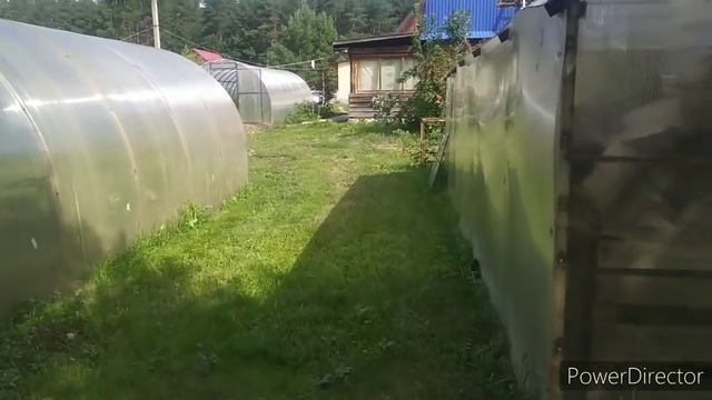 огурцы как кабачки смотреть онлайн