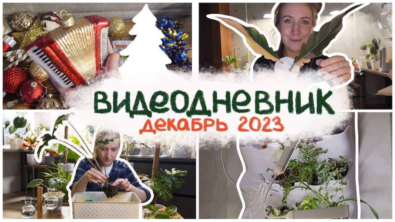 ВИДЕОДНЕВНИК цветовода | КАРАМЕЛЬ МАРБЛ распаковка || декабрь 2023 смотреть онлайн