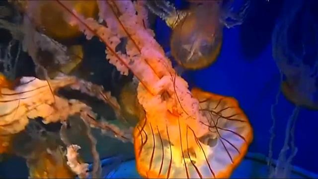 88 Позитивных Эмоций Почувствуйте!Изменяет Сознание Подымает Настроение Слушать и Смотреть Всем! смотреть онлайн