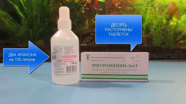 How to get rid of the aquarium green algae (cyanobacteria) смотреть онлайн