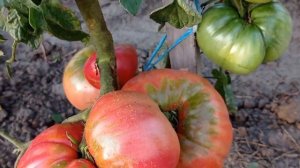 Сорт Отводы