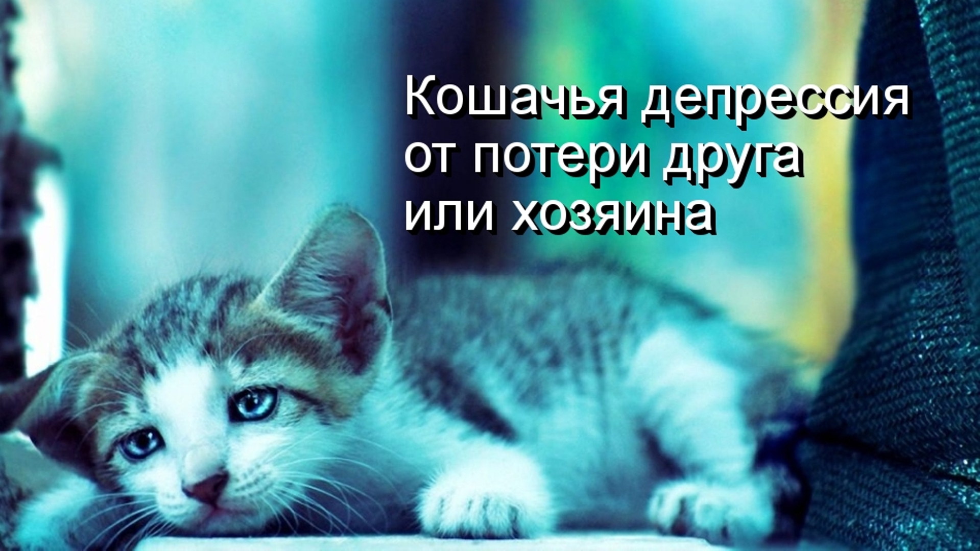 Горюют ли кошки Кошачья депрессия от потери друга или хозяина.