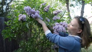 Как обрезать сирень после цветения, как омолодить сирень