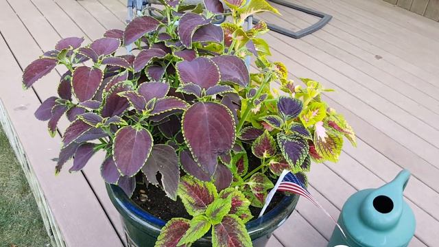From 600 Coleus Plants to 12 ??? Now what am I Going to do with myself. смотреть онлайн