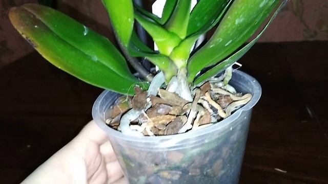 Обзор посылочки с цветами! смотреть онлайн