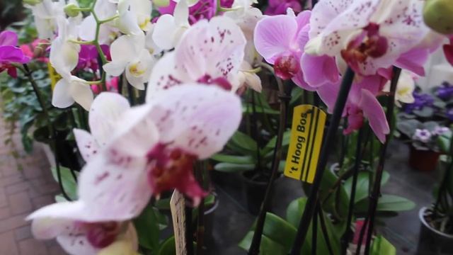 ЕСЛИ СЛОМАЛСЯ ЦВЕТОНОС ОРХИДЕИ .СЛОМАННЫЙ #ЦВЕТОНОС_ОРХИДЕИ #ORCHIDS #фаленопсис #oldenburgru#64 смотреть онлайн