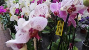 ЕСЛИ СЛОМАЛСЯ ЦВЕТОНОС ОРХИДЕИ .СЛОМАННЫЙ #ЦВЕТОНОС_ОРХИДЕИ #ORCHIDS  #фаленопсис #oldenburgru#64